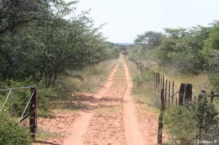 Beloved Kalahari