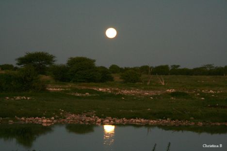 Die volmaan sak oor die watergat by Okaukuejo, Etosha, Namibië