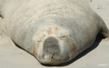 Seal sunning himself at Sorrento beach, Perth, WA