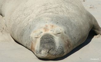 Seal sunning himself at Sorrento beach, Perth, WA