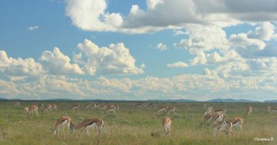 Springboks in Etosha