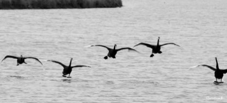 Black Swans (native to WA) coming in to land near Dongara, WA