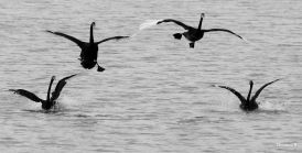 Black Swans with landing gear coming out