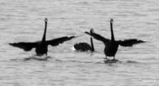 The last in my series of the Black Swans (probably my favourite series of photos of birds)