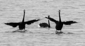 The last in my series of the Black Swans (probably my favourite series of photos of birds)