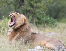 Some of the lions in Etosha are collared to track them
