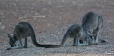 Kangaroos feeding at Donnelly River, Southwest Western Australia