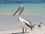 Pelican and Crested Terns at Rottnest Island, Western Australia