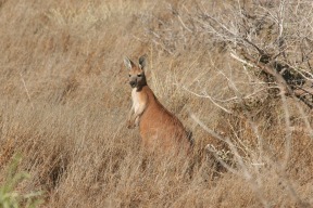 Kangaroo who was eyeing me suspiciously on my morning walk out to the boat ramp.