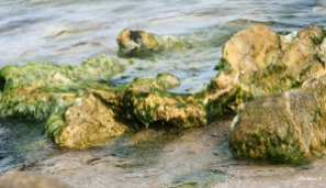 Rocks and moss at a local beach near Perth