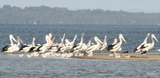 Pelikane op 'n eilandjie in die Wilson Inlet