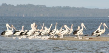 Pelikane op 'n eilandjie in die Wilson Inlet