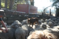 Kelpie in action mustering sheep