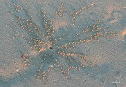 Little sand balls made by Hermit Crabs