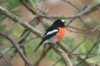 Male Scarlet Robin, Donnelly River, WA