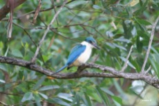 Sacred Kingfisher, Woody Island, WA