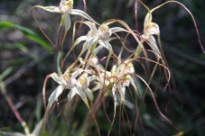 Spider Orchids